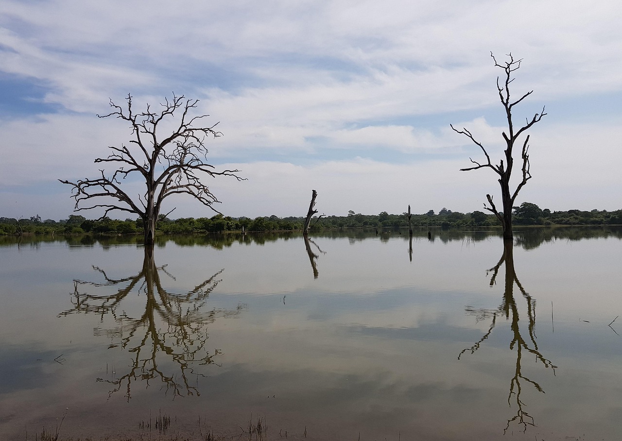 Sri Lanka wetland marsh 