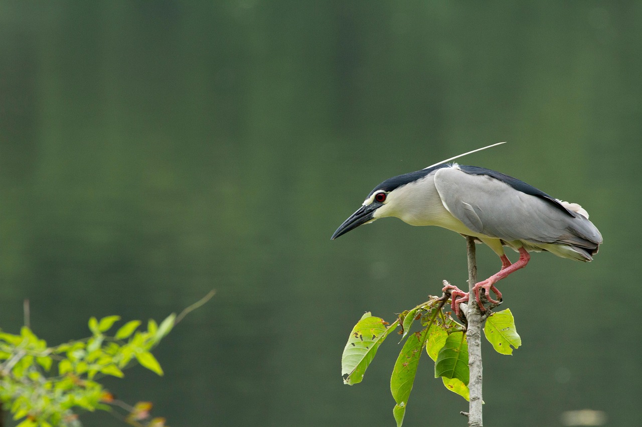 A black-crowned night heron photographed against a sage green background of a wetland.