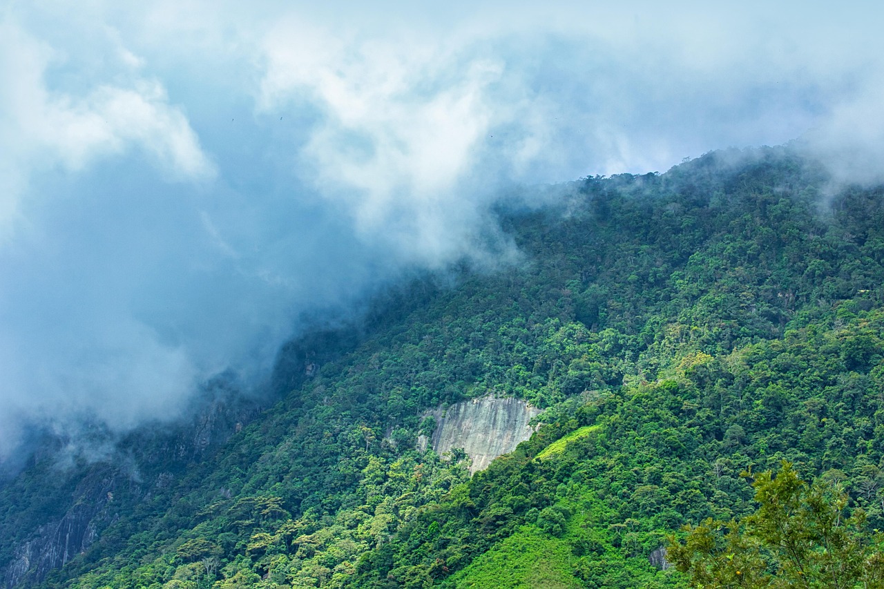 Cloud forest Sri Lanka.