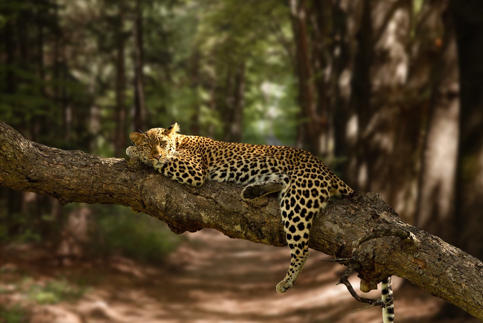 The spilt-ink leopard, Yala, Sri Lanka